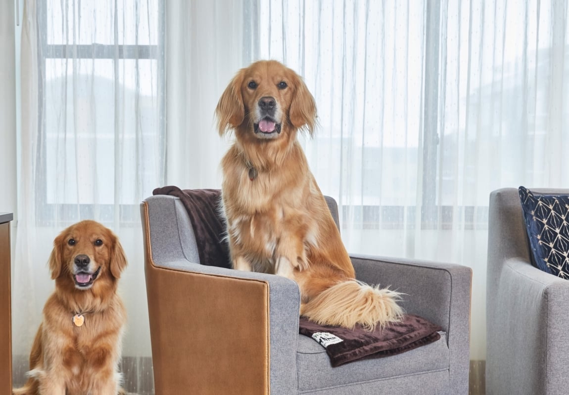 2 dogs in hotel room with one on chair