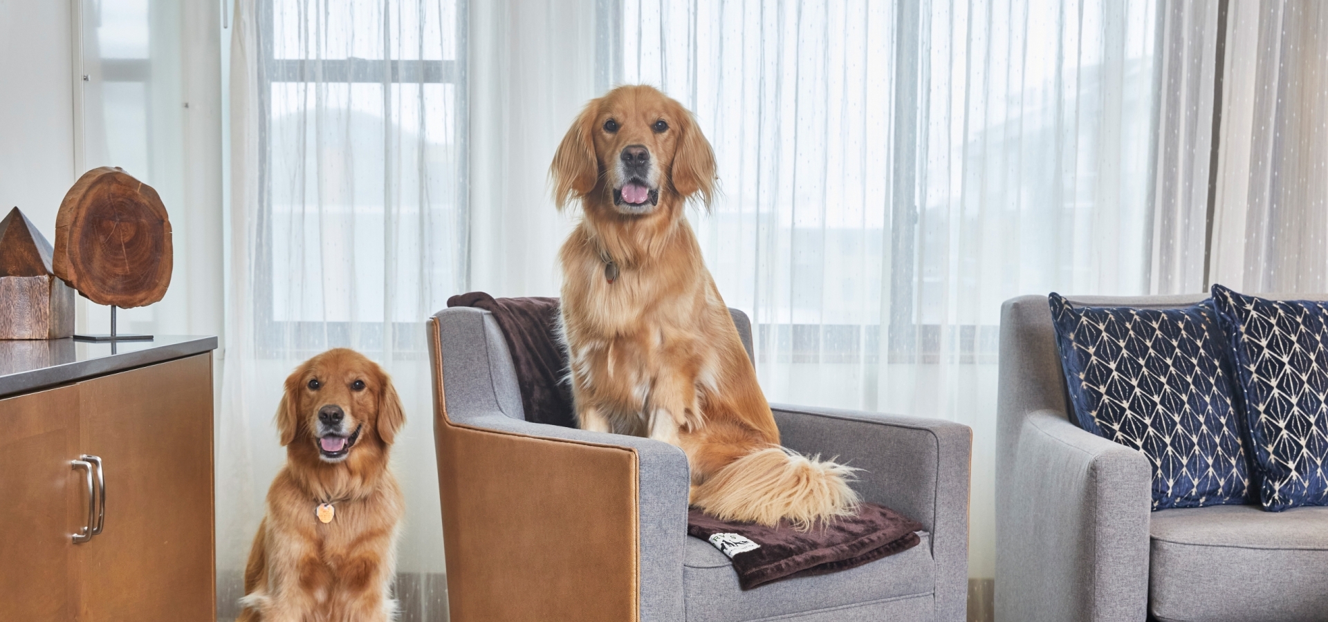 2 dogs in hotel room with one on chair