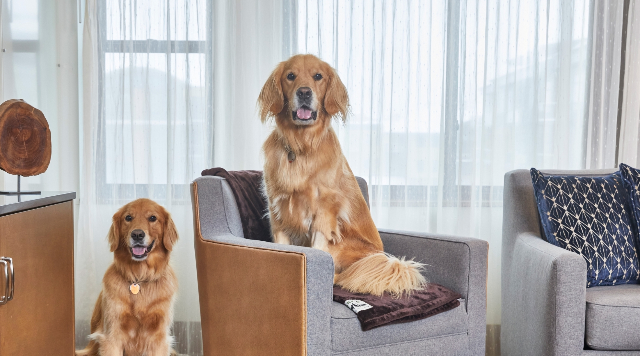 2 dogs in hotel room with one on chair