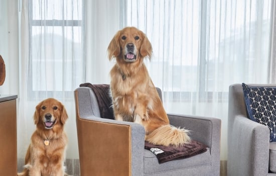 2 dogs in hotel room with one on chair