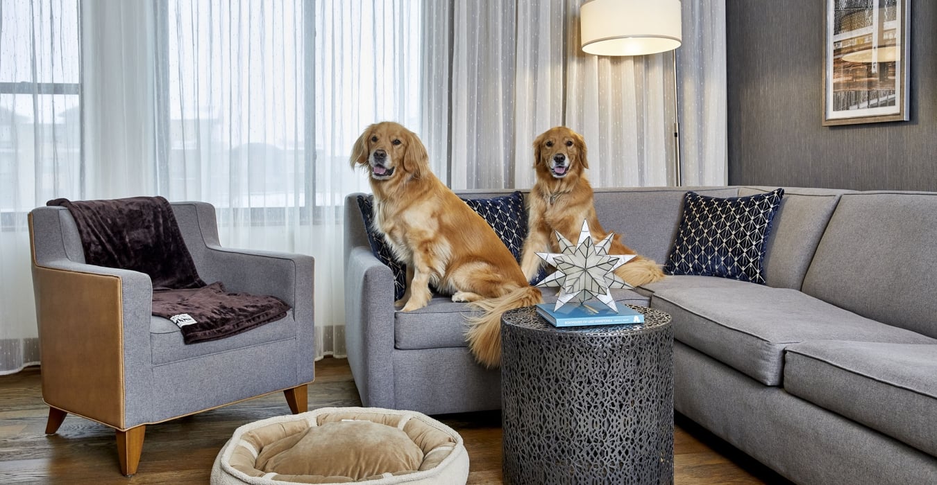 two dogs on couch in hotel room