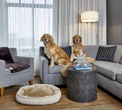 two dogs on couch in hotel room