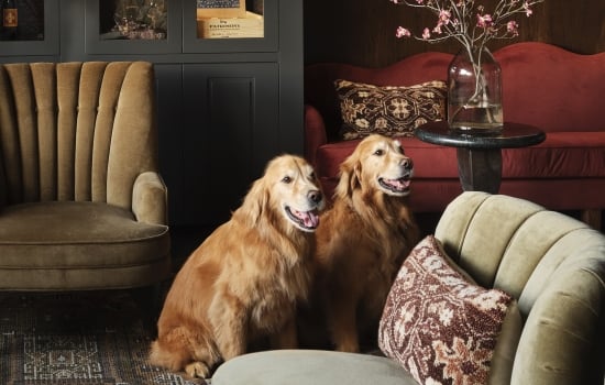 Two Golden Retrievers in the Library.