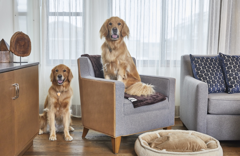 two dogs sitting on a couch