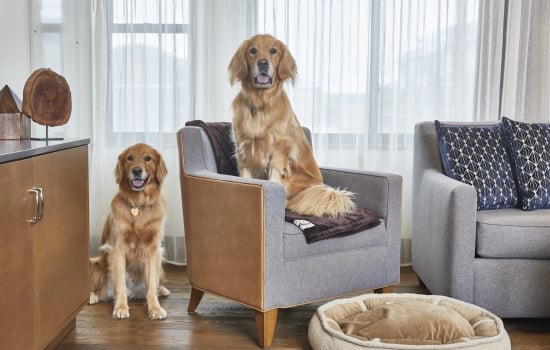 two dogs sitting on a couch