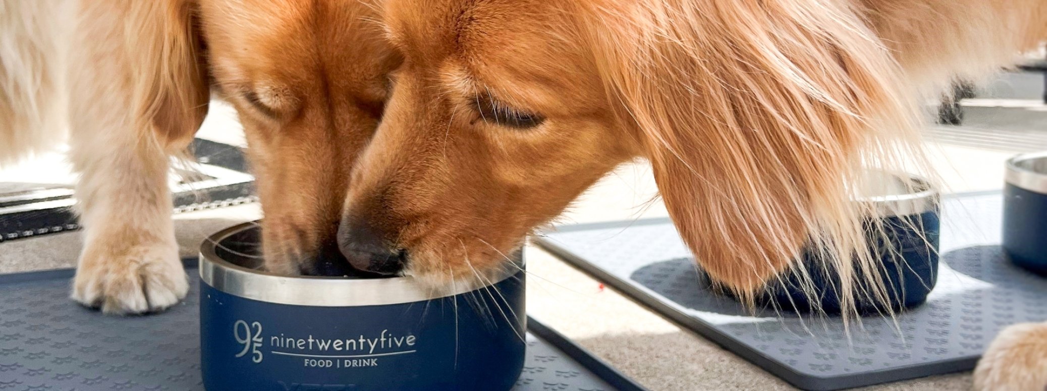 A dog dining on the patio at ninetwentyfive.